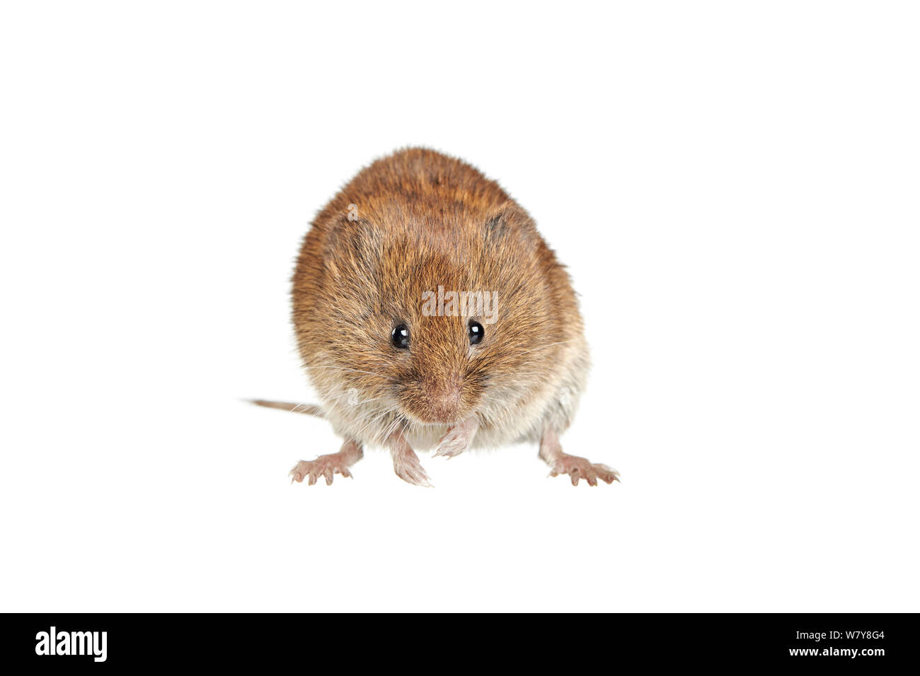 Bank vole glareolus uk Cut Out Stock Images & Pictures - Alamy