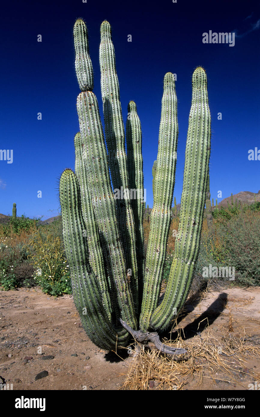 Cardon cactus (Pachycereus pringlei) in desert, Baja California, Mexico. Stock Photo