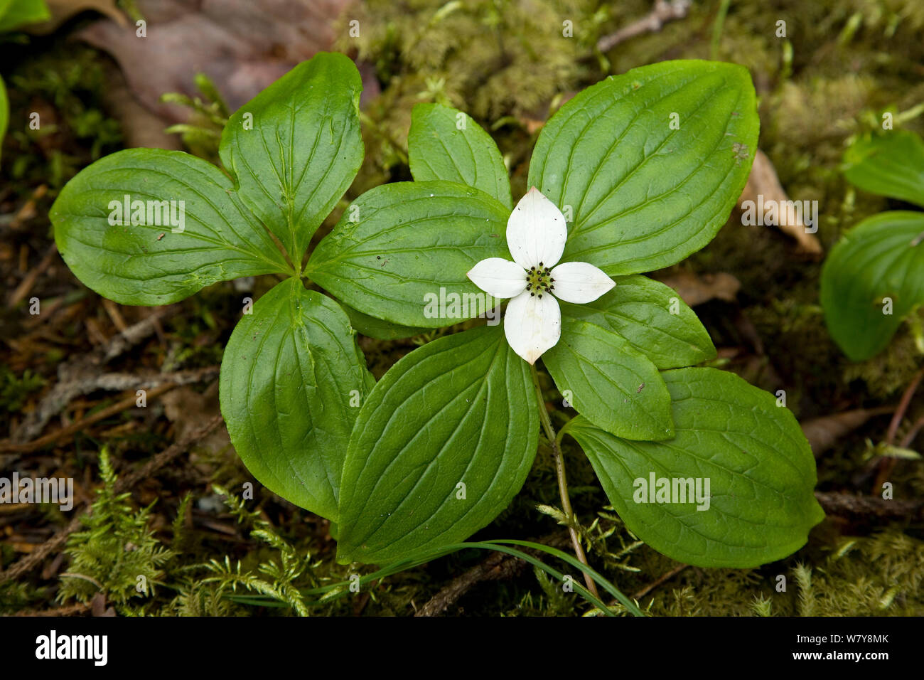 White berries and autumn leaves of American Dogwood, Cornus stolonifera,  growing in flood plain of the Copper River, Wrangell-St. Elias National  Park, Alaska. - SuperStock