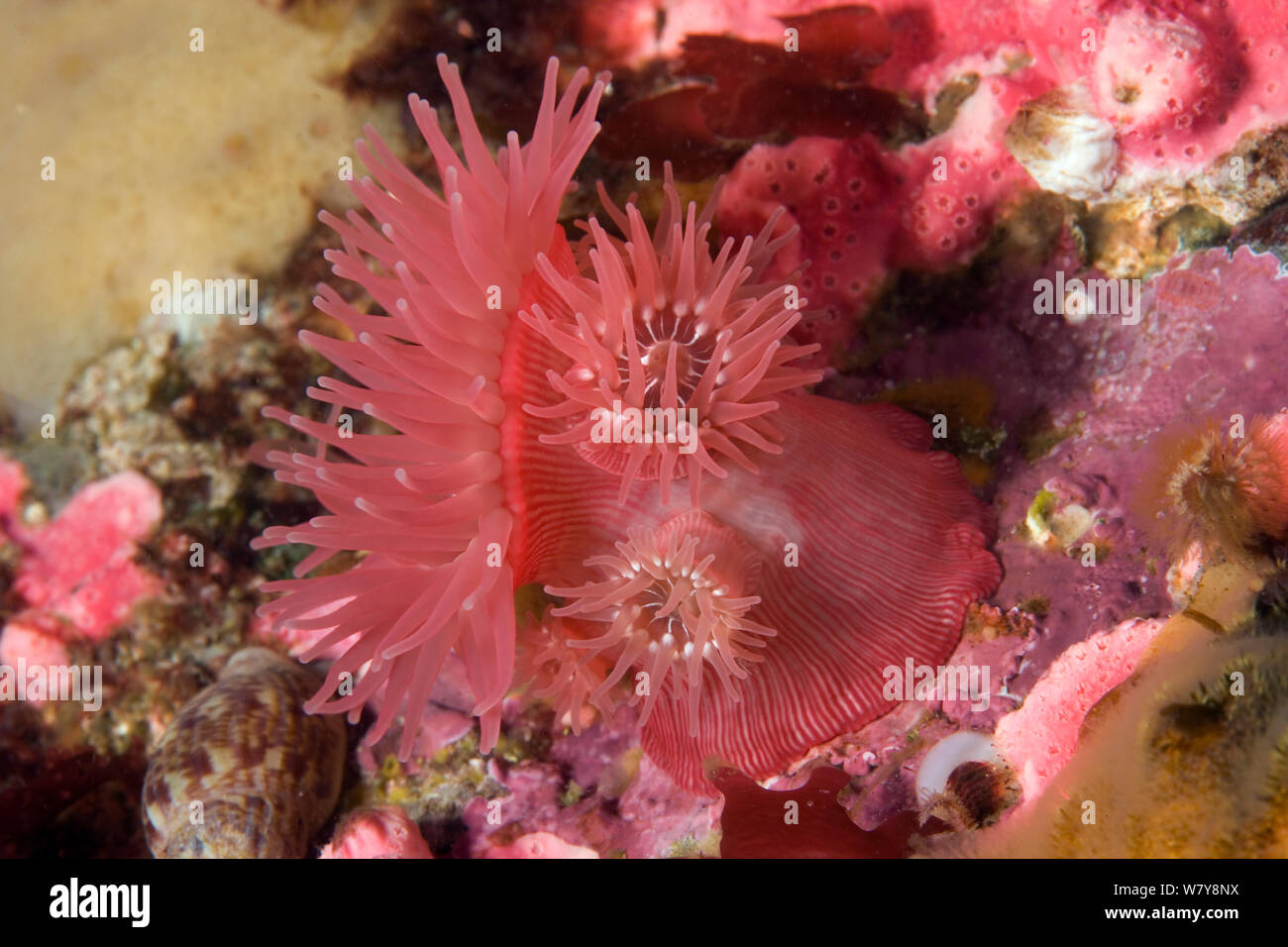 Brooding anemone (Epiactis prolifera), Alaska, United States, North Pacific Ocean. Stock Photo