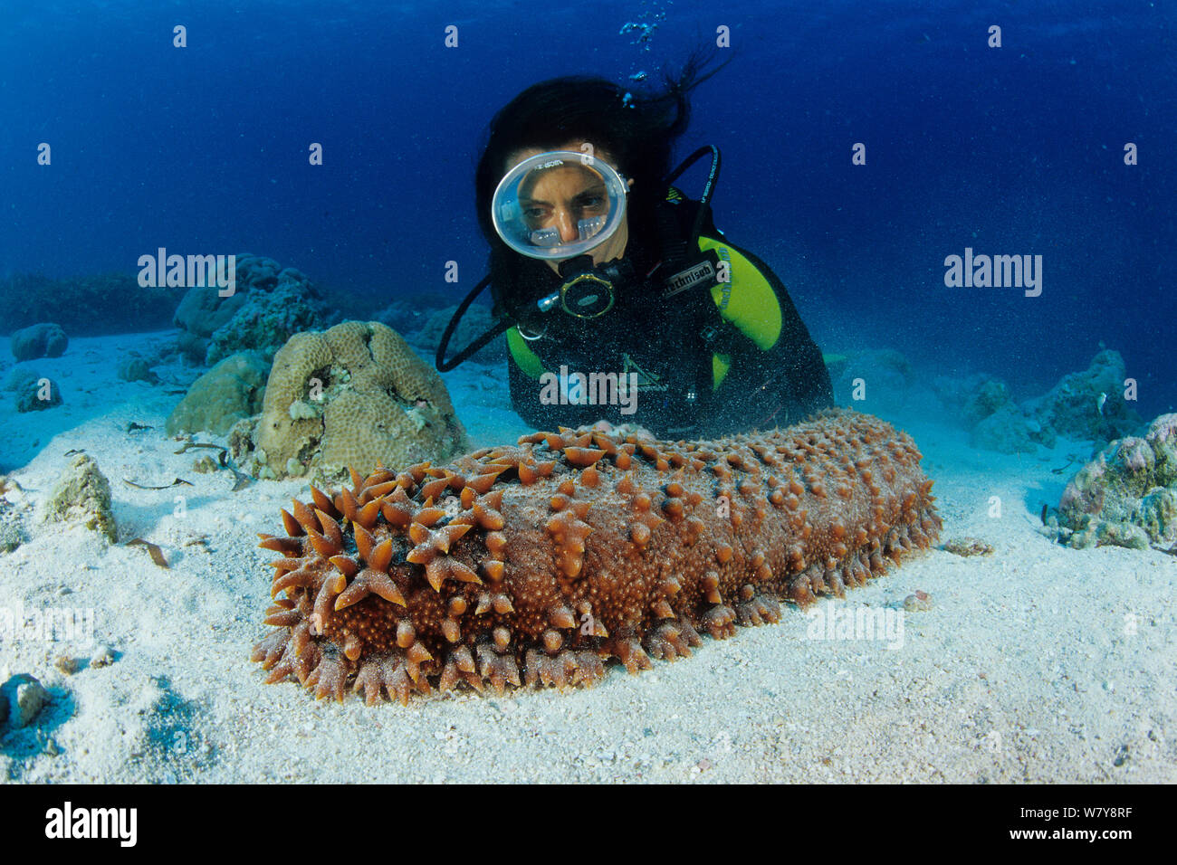 Scuba diver and sea cucumber (Thelenota ananas), Aldabra Atoll, Natural World Heritage Site, Seychelles, Indian Ocean. Stock Photo