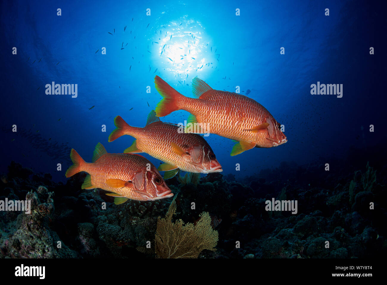 Giant squirrelfish (Sargocentron spiniferum), Aldabra Atoll, Natural World Heritage Site, Seychelles, Indian Ocean. Stock Photo