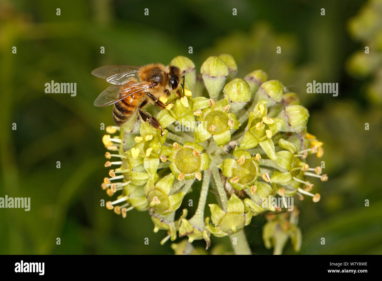 Honey bee (Apis mellifera) feeding on Ivy (Hedera helix) flower. Cheshire, UK, September. Stock Photo
