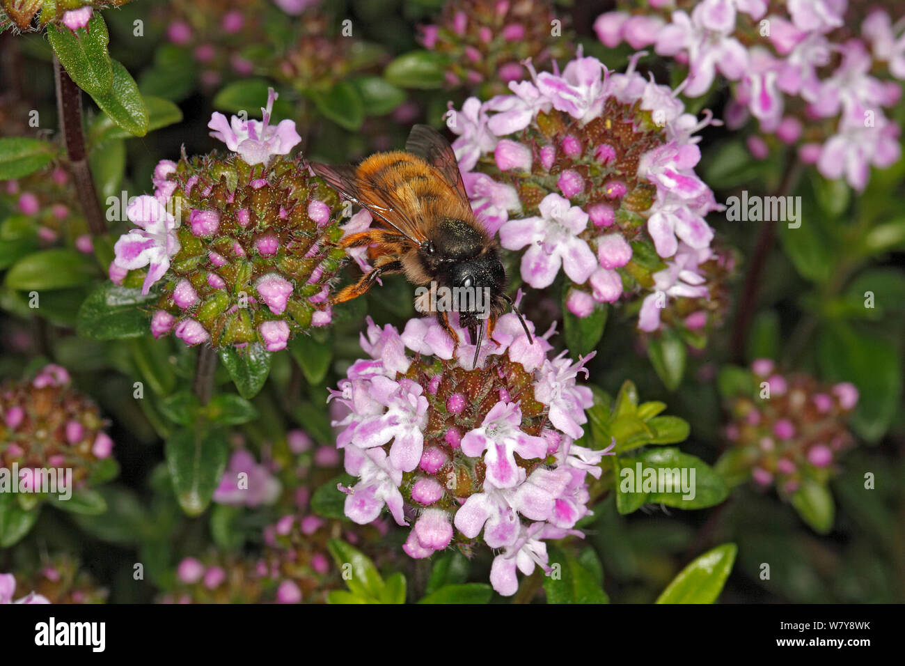 Red mason bee (Osmia bicornis) female feeding on Thyme (Thymus sp) flowers in garden. Cheshire, UK, May. Stock Photo