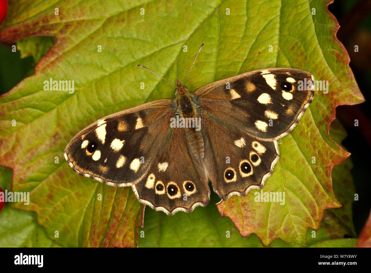 Speckled wood butterfly (Pararge aegeria) resting on leaf. Cheshire, UK, August. Stock Photo