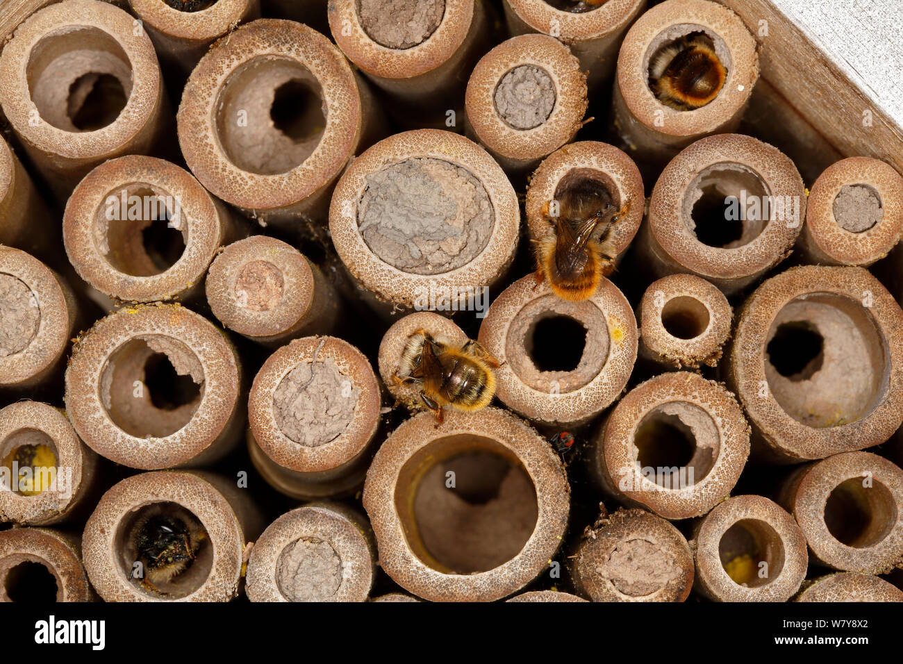 Close-up of insect nest box occupied by Red mason bees (Osmia bicornis). The bees can be seen at work with some holes already sealed with mud and others containing yellow pollen stores to feed hatching larva. Cheshire, UK, May. Stock Photo
