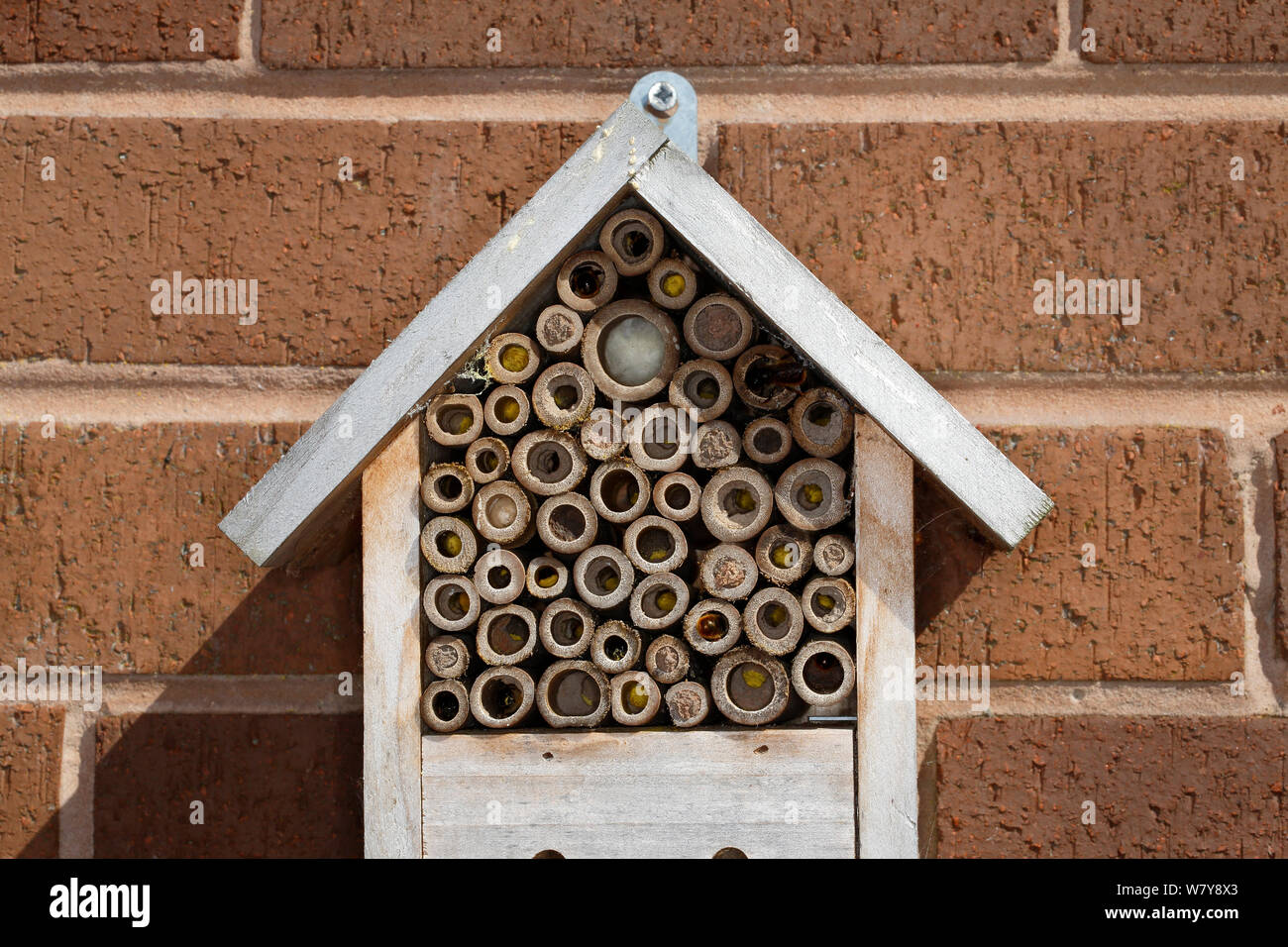 Insect nest box on wall occupied by Red mason bees (Osmia bicornis). Some holes are already sealed with mud and others show yellow pollen stores to feed hatching larva. Cheshire, UK, May. Stock Photo