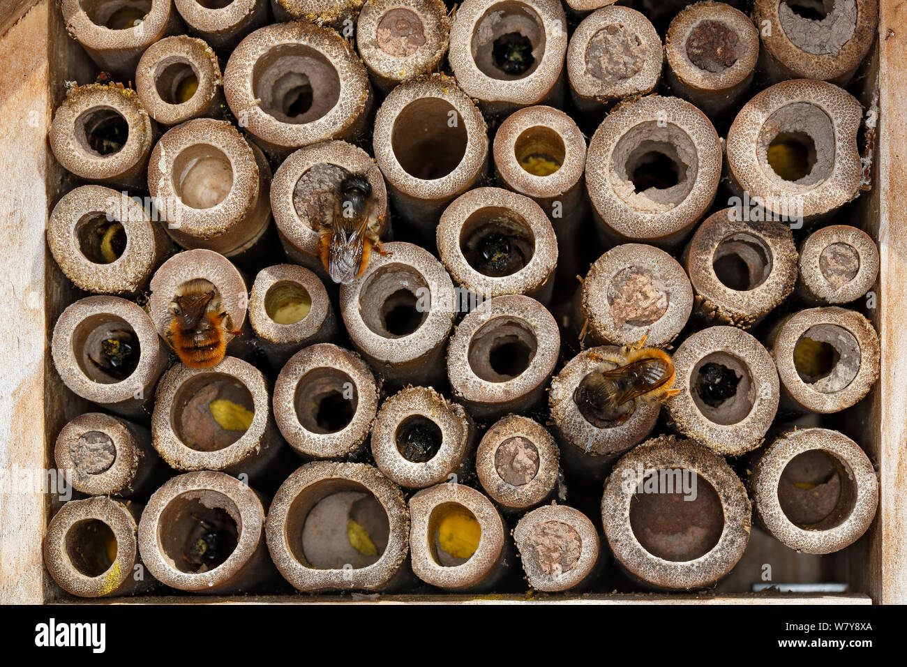 Close-up of insect nest box occupied by Red mason bees (Osmia bicornis). The bees can be seen at work with some holes already sealed with mud and others containing yellow pollen stores to feed hatching larva. Cheshire, UK, May. Stock Photo
