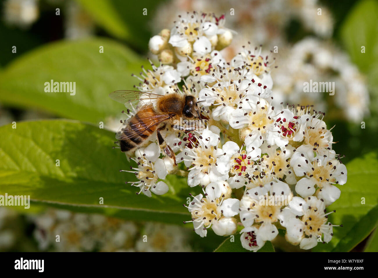 Honey bee (Apis mellifera) feeding on flowers (Cotoneaster sp) in garden. Cheshire, UK, June. Stock Photo
