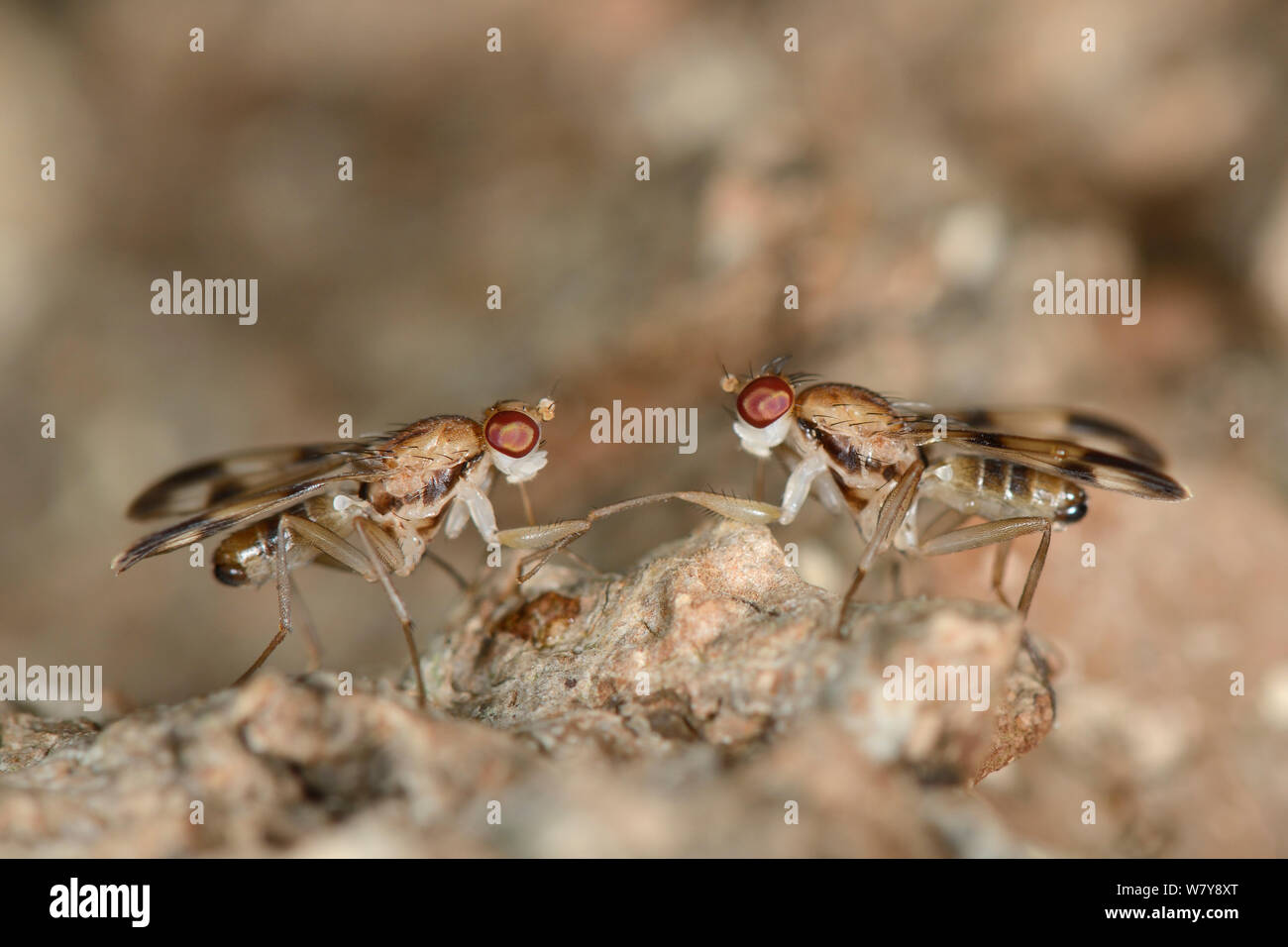 Druid flies (Paraclusia tigrina), rare flies of ancient woodlands, two males competing to mate with a female on bark of an oak tree, Gloucestershire, UK, October. Stock Photo