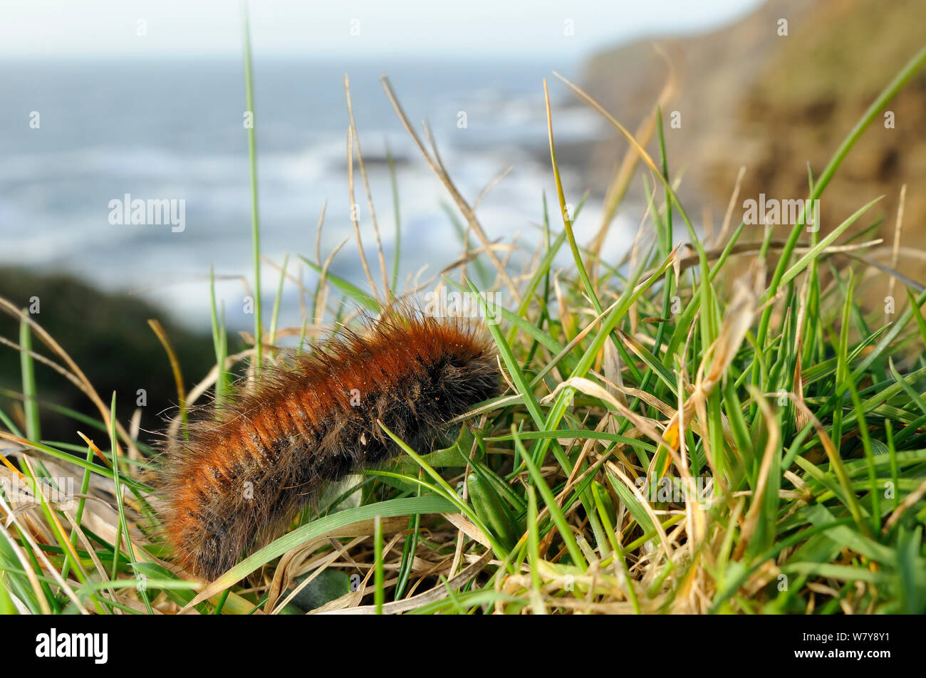 Fox moth caterpillar (Macrothylacia rubi) crawling along grassy cliff edge, near Bude, Cornwall, UK, March. Stock Photo