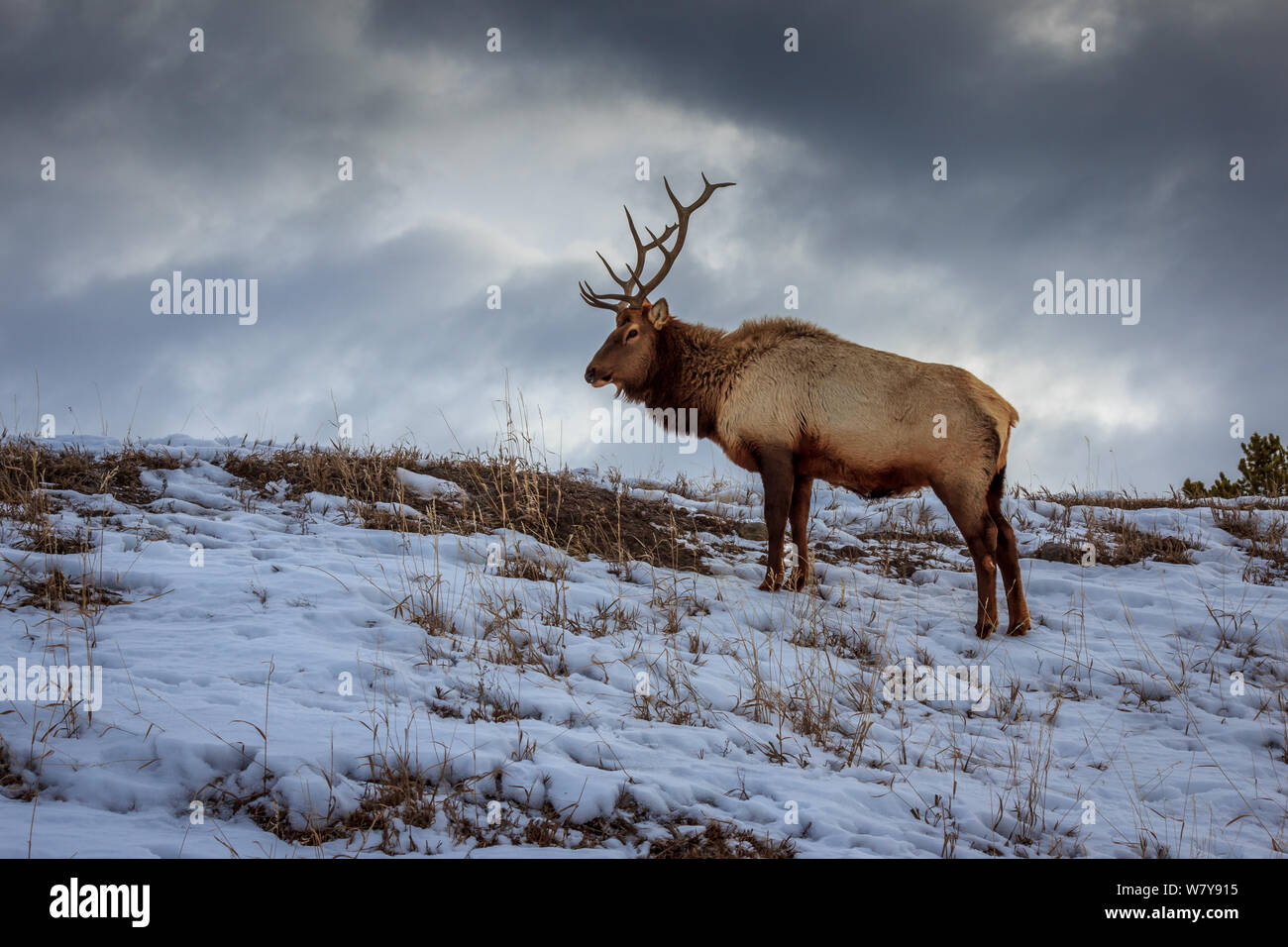 A bull elk raised his head for a moment in Yellowstone National Park Stock Photo