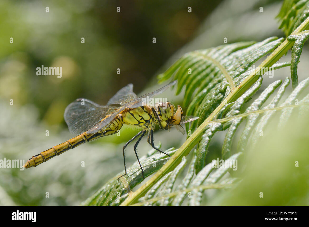 Ruddy darter dragonfly (Sympetrum sanguineum) female eating a fly while standing on a bracken frond, Studland heath, Dorset, UK, July. Stock Photo