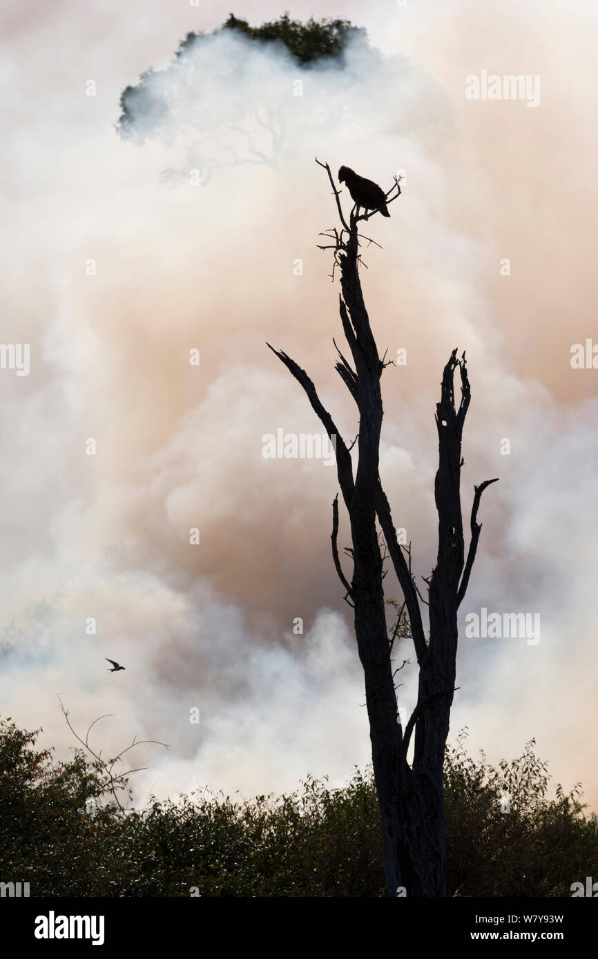 Long-crested eagle (Lophaetus occipitalis) looking for a prey on the edge of a bushfire, Masai-Mara Game Reserve, Kenya. September. Stock Photo