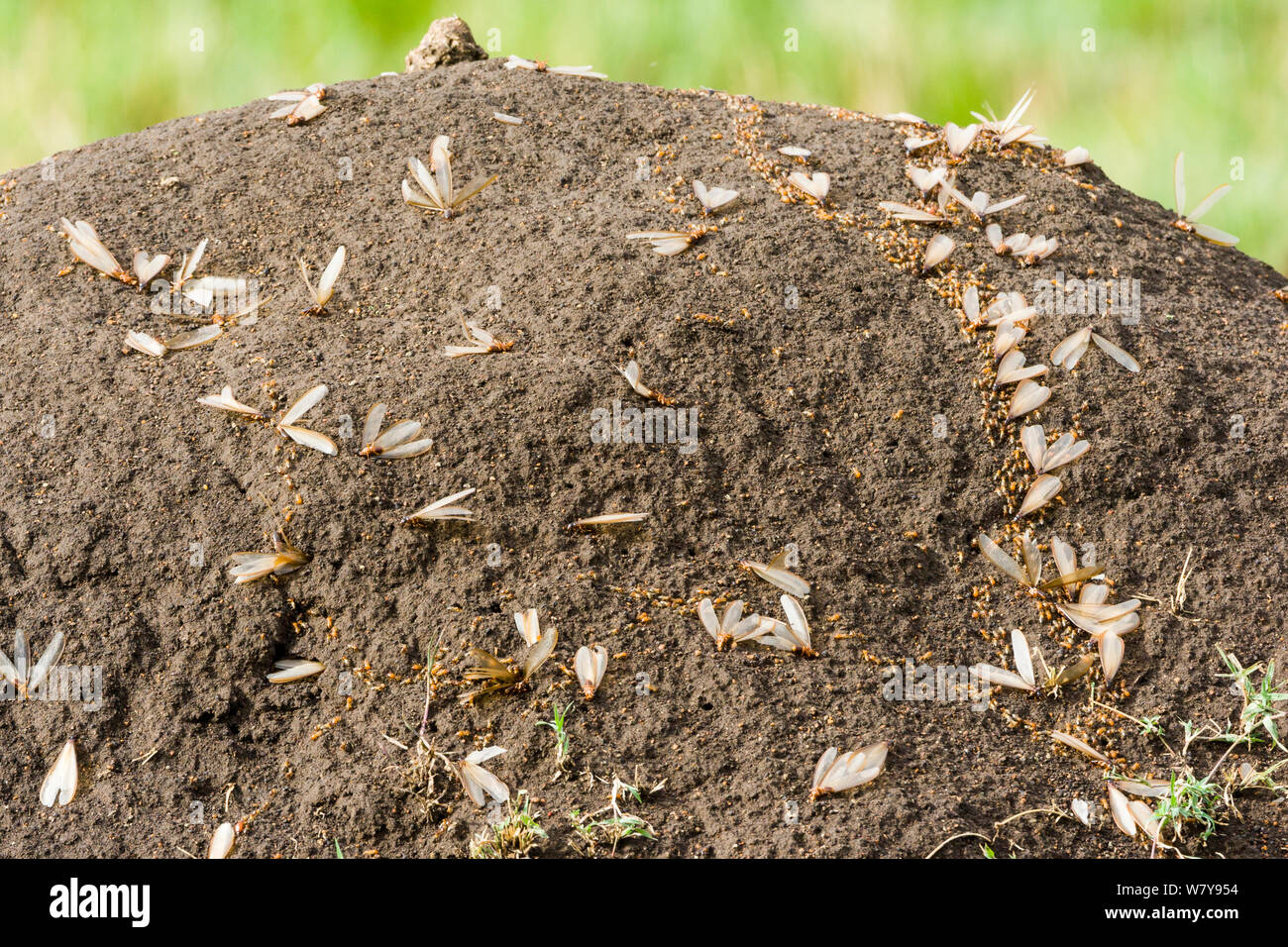 Termites (Isoptera) on a termite mound after the rain, Masai-Mara Game Reserve, Kenya. March. Stock Photo