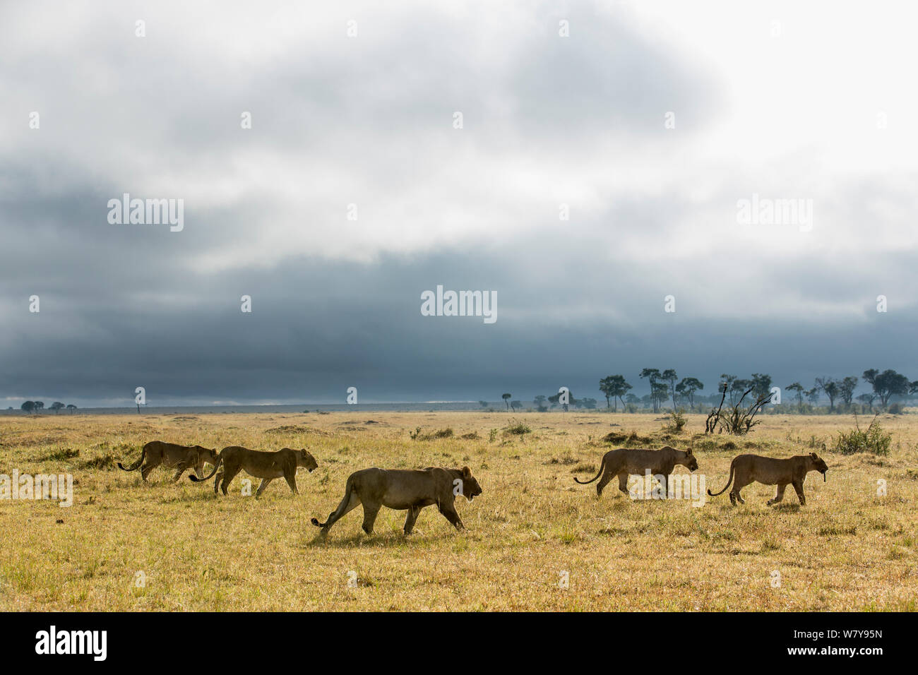 African lionesses (Panthera leo) walking in the savanna  with storm in the distance, Masai-Mara Game Reserve, Kenya. March. Stock Photo