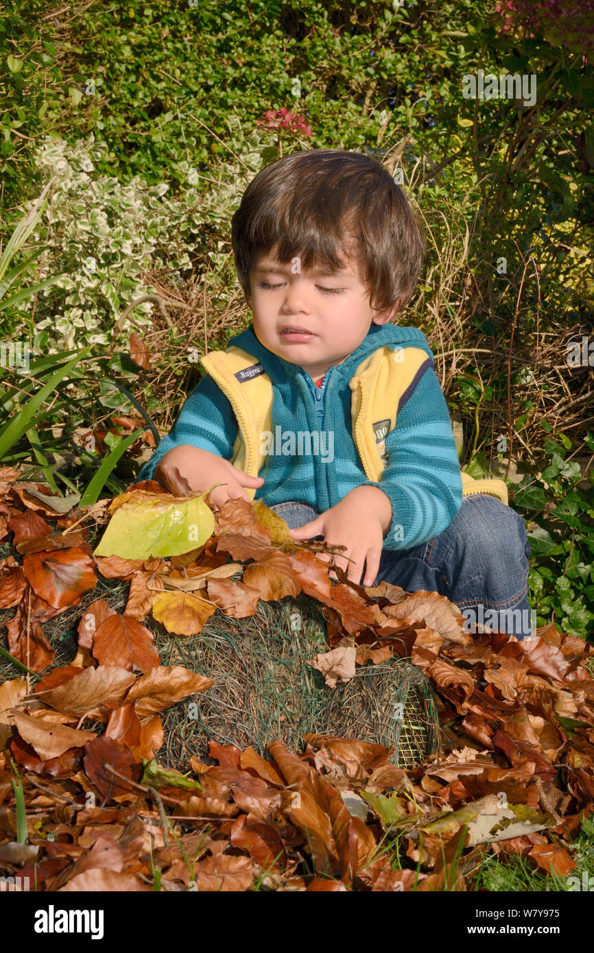 Young boy covering Hedgehog shelter with leaves under garden hedge, Bristol, UK, October 2014. Model released. Stock Photo