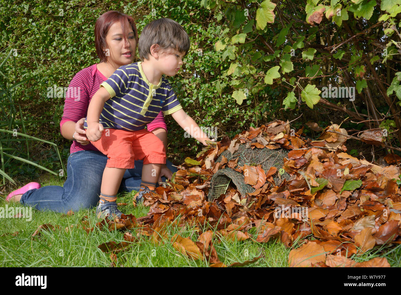 Young boy helping his mother to cover Hedgehog shelter with leaves under garden hedge, Bristol, UK, October 2014. Model released. Stock Photo