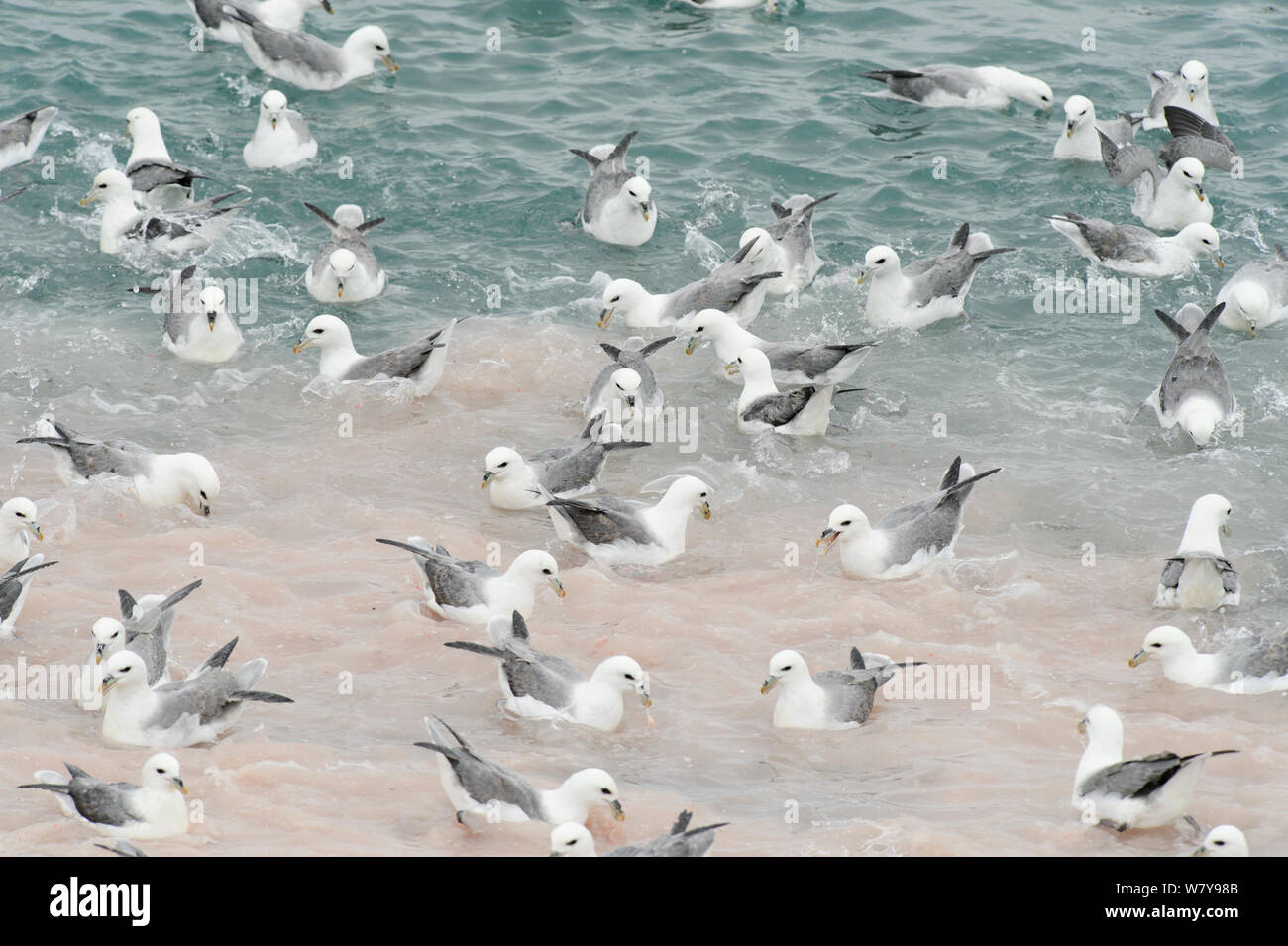 Fish processing plant iceland hires stock photography and images Alamy