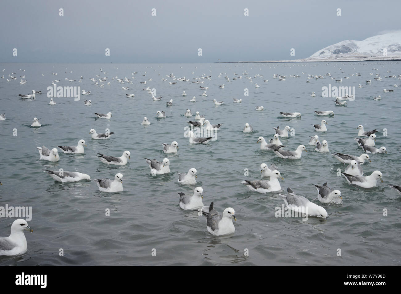 Fish processing plant iceland hires stock photography and images Alamy