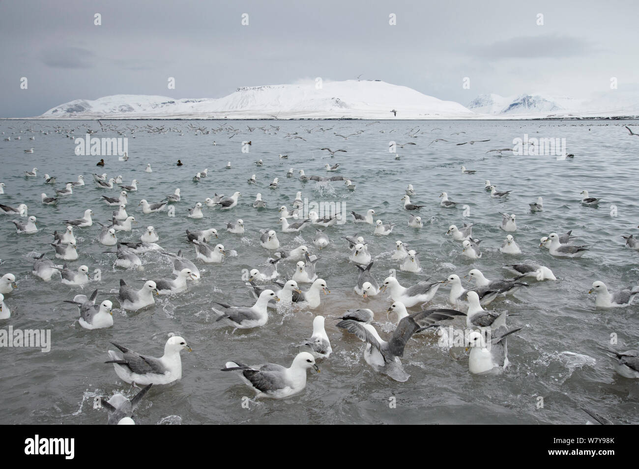 Fish processing plant iceland hires stock photography and images Alamy