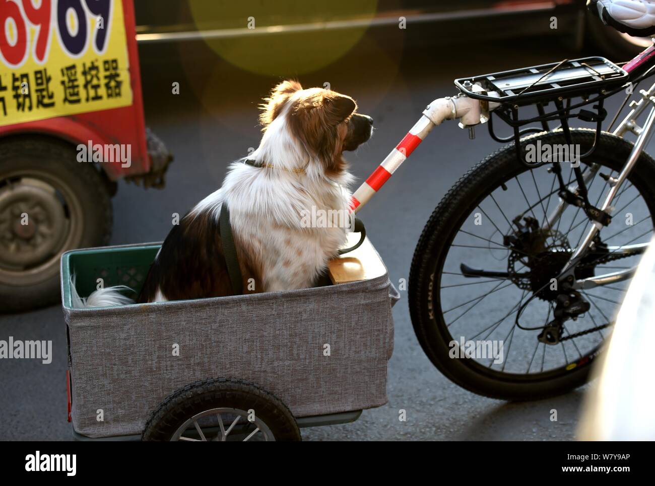 A Chinese cyclist walks his pet dog with a mini-size two-wheeled vehicle in Luoyang city, central China's Henan province, 26 March 2017.   A Chinese c Stock Photo