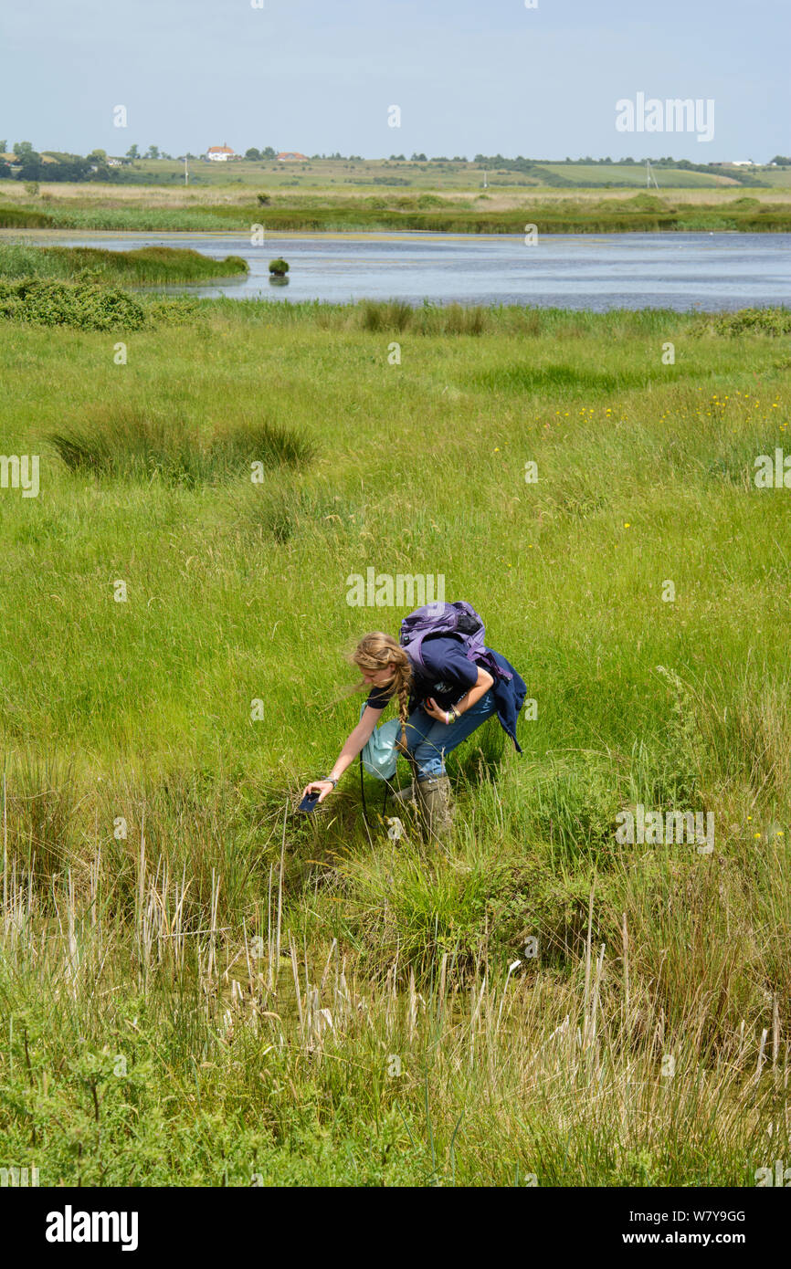 Louise Allen of Kent Wildlife Trust &#39;Water Vole Recovery Project&#39; surveying for signs of Water voles (Arvicola amphibius), using GPS to record data. North Kent Marshes, UK, June. Stock Photo
