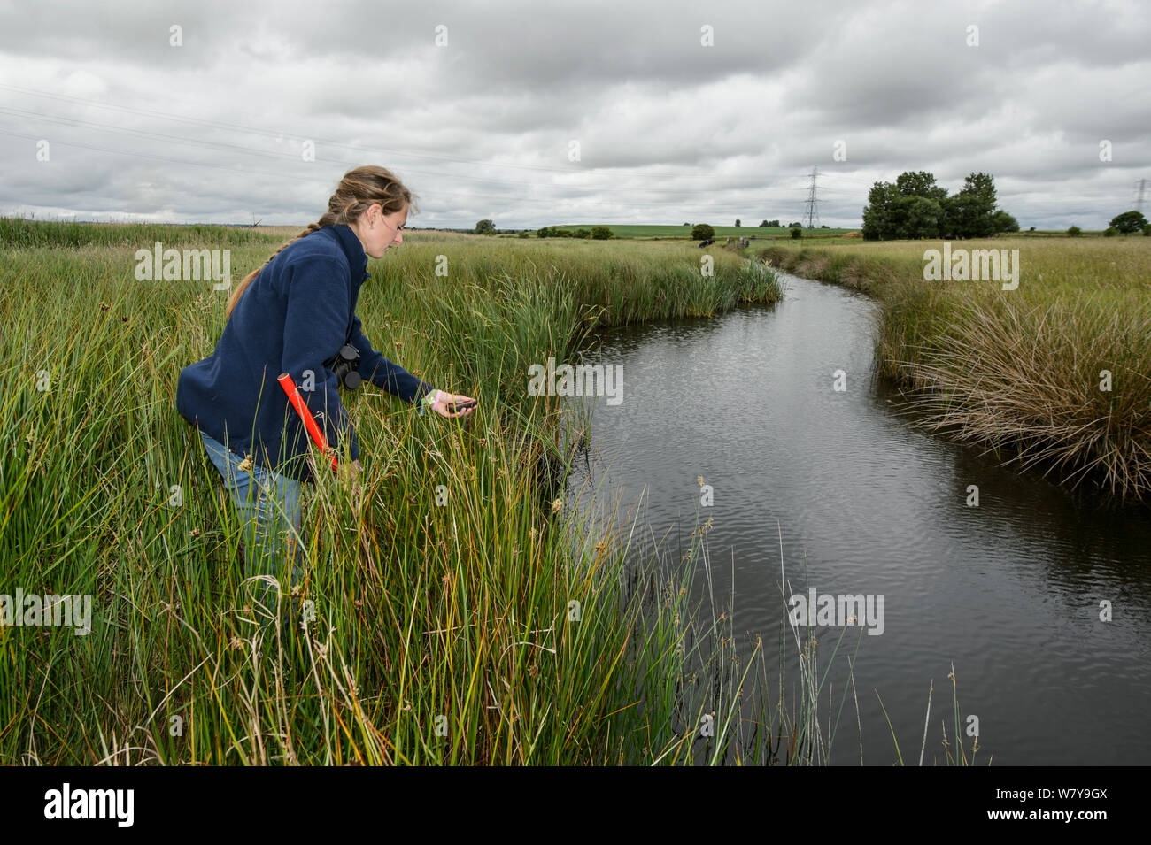 Louise Allen of Kent Wildlife Trust &#39;Water Vole Recovery Project&#39; surveying for signs of Water voles (Arvicola amphibius). North Kent Marshes, UK, June. Stock Photo