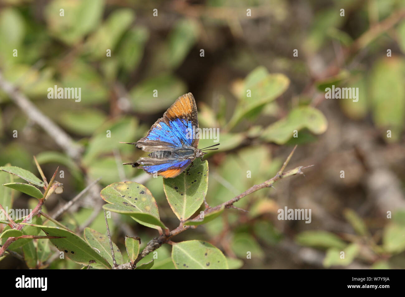 Common fig tree blue butterfly (Myrina silenus) Oman, November Stock
