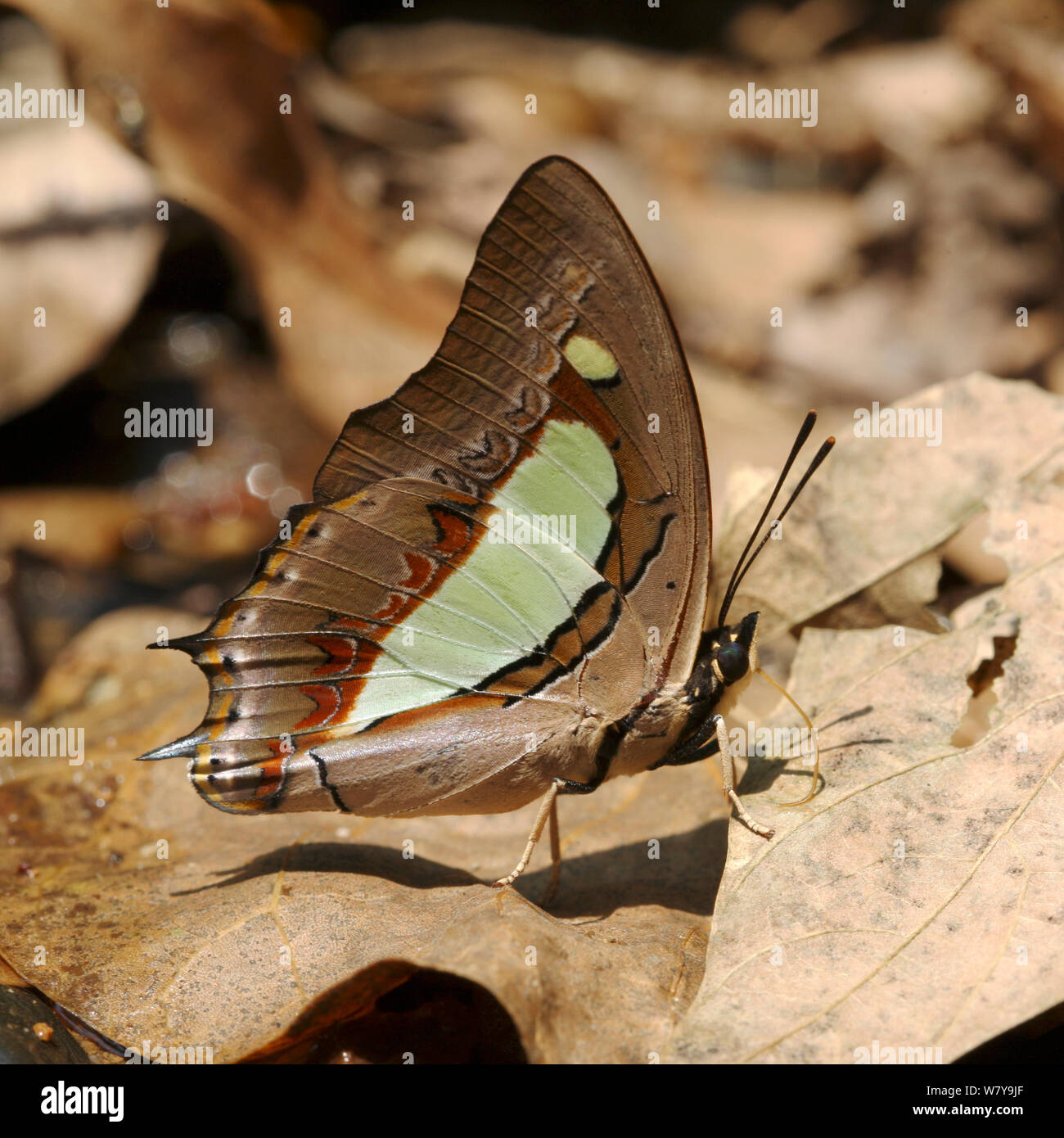Common nawab butterfly (Polyura athamas) Thailand, February Stock Photo