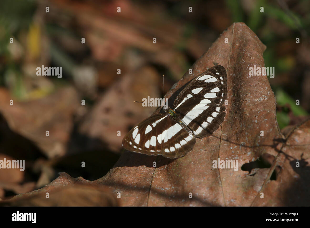 Common sailor butterfly (Neptis hylas) January, India Stock Photo