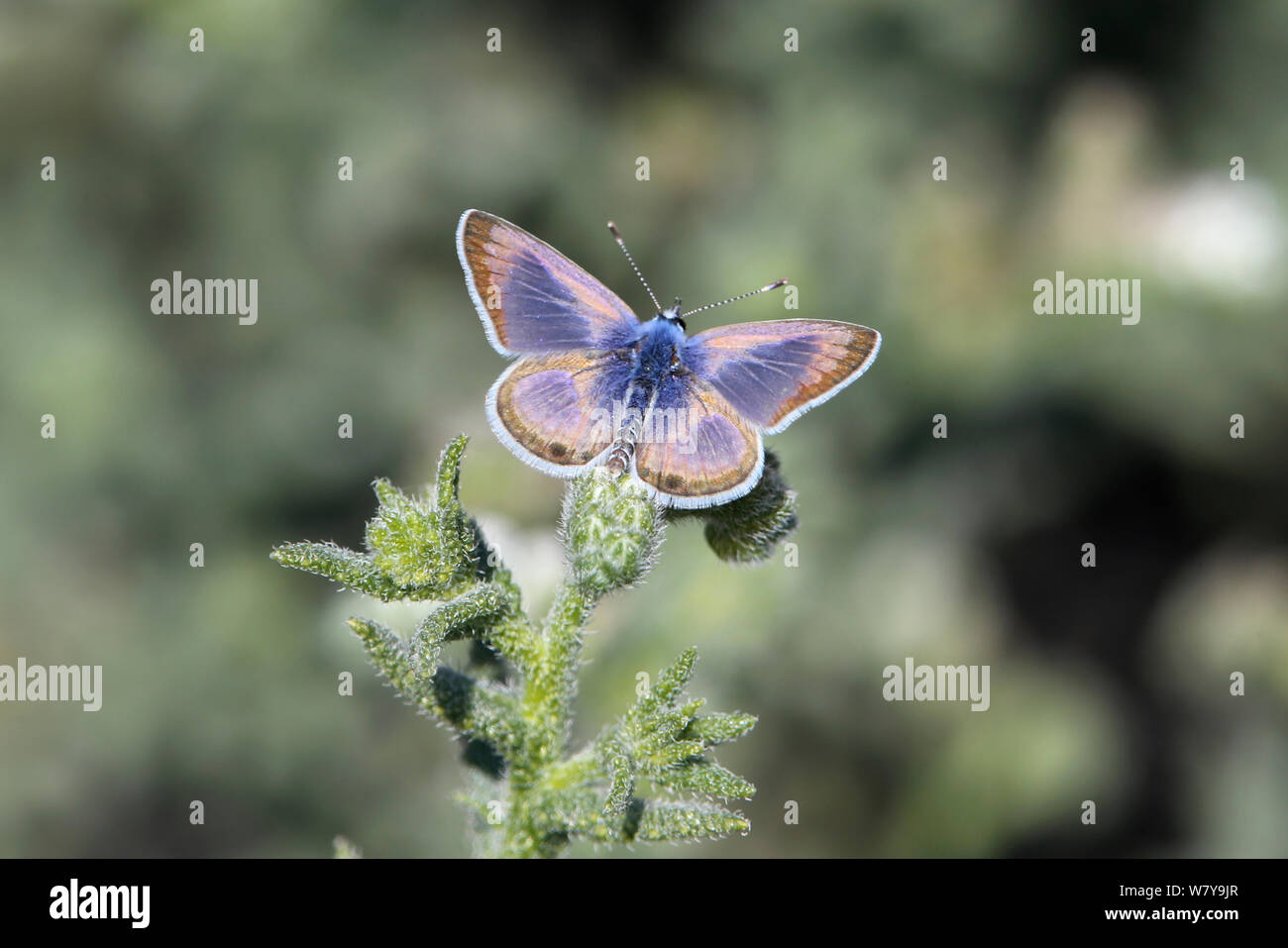 Desert babul blue butterfly (Azanus ubaldus) on Heliotropium, December, Oman Stock Photo Alamy