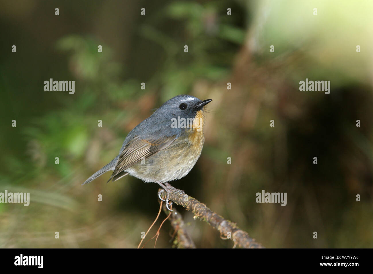 Snowy browed flycatcher (Ficedula hyperythra) perched, Thailand, February Stock Photo