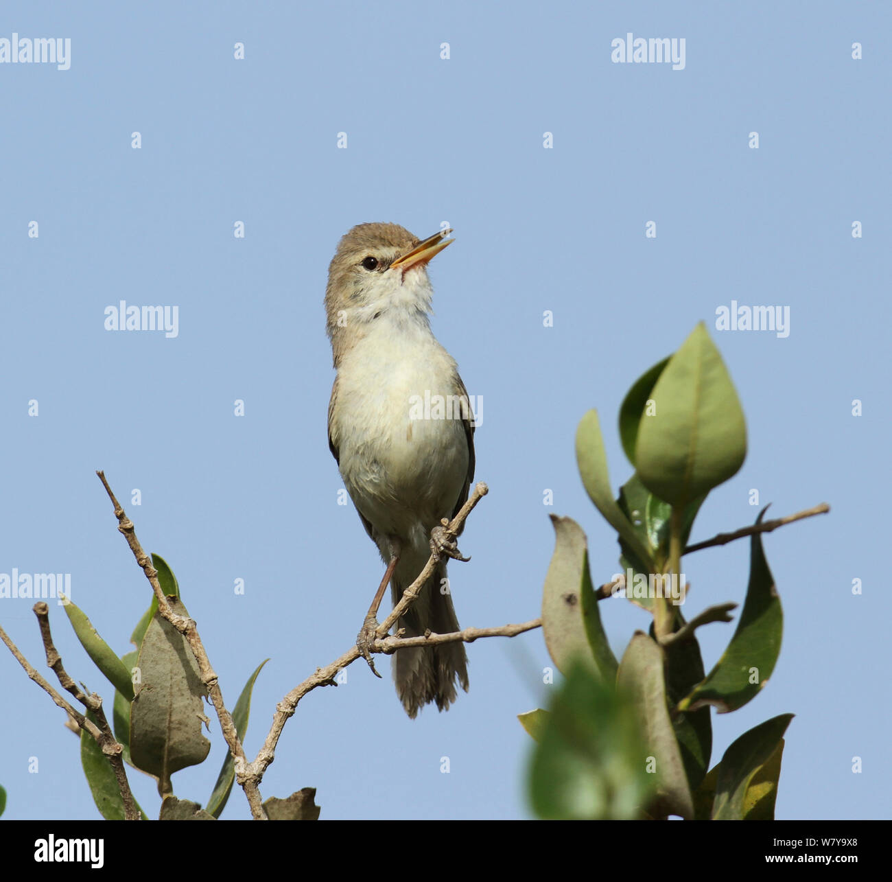 Iduna rama hires stock photography and images Alamy