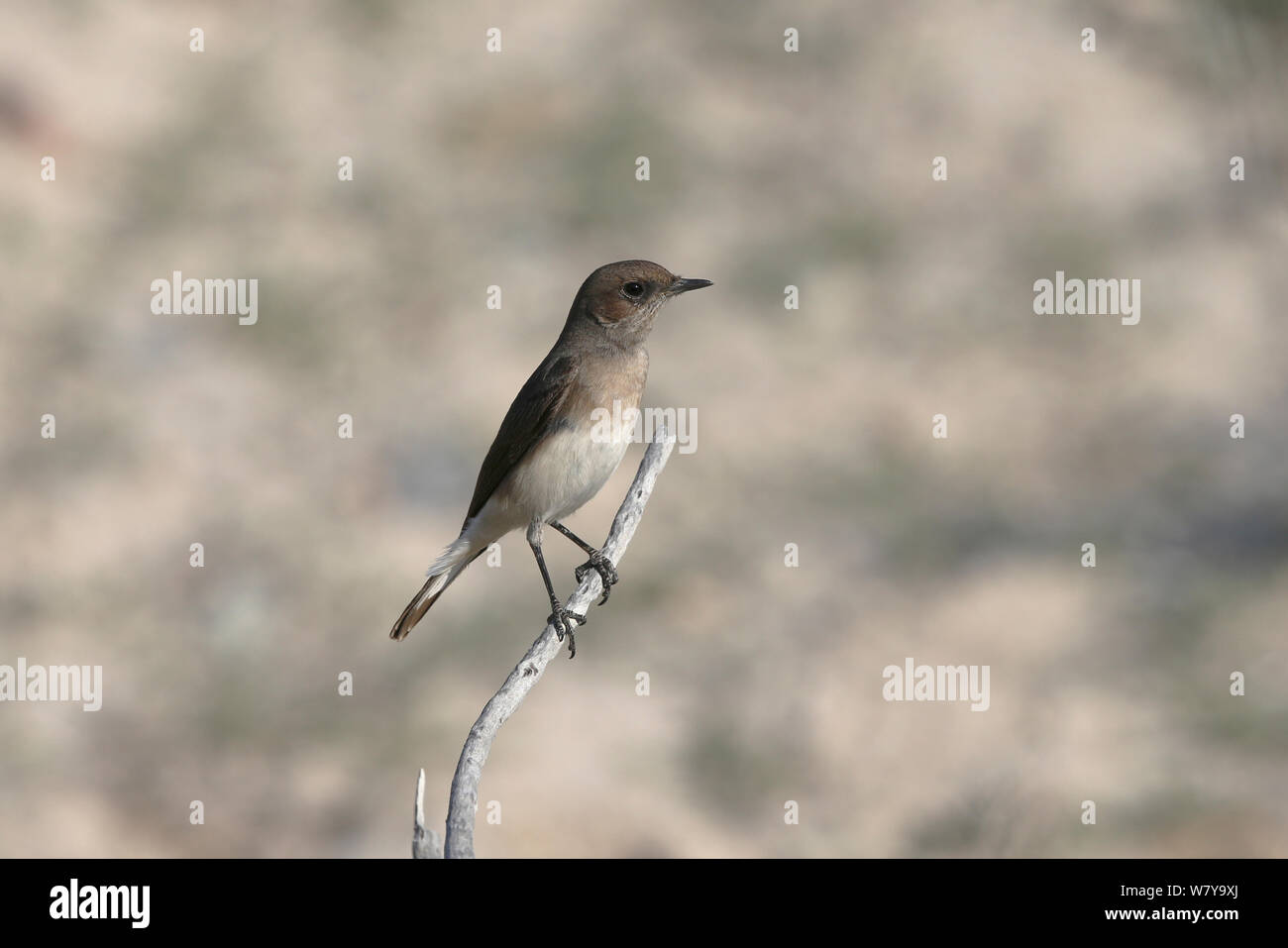 Female on twig hi-res stock photography and images - Alamy