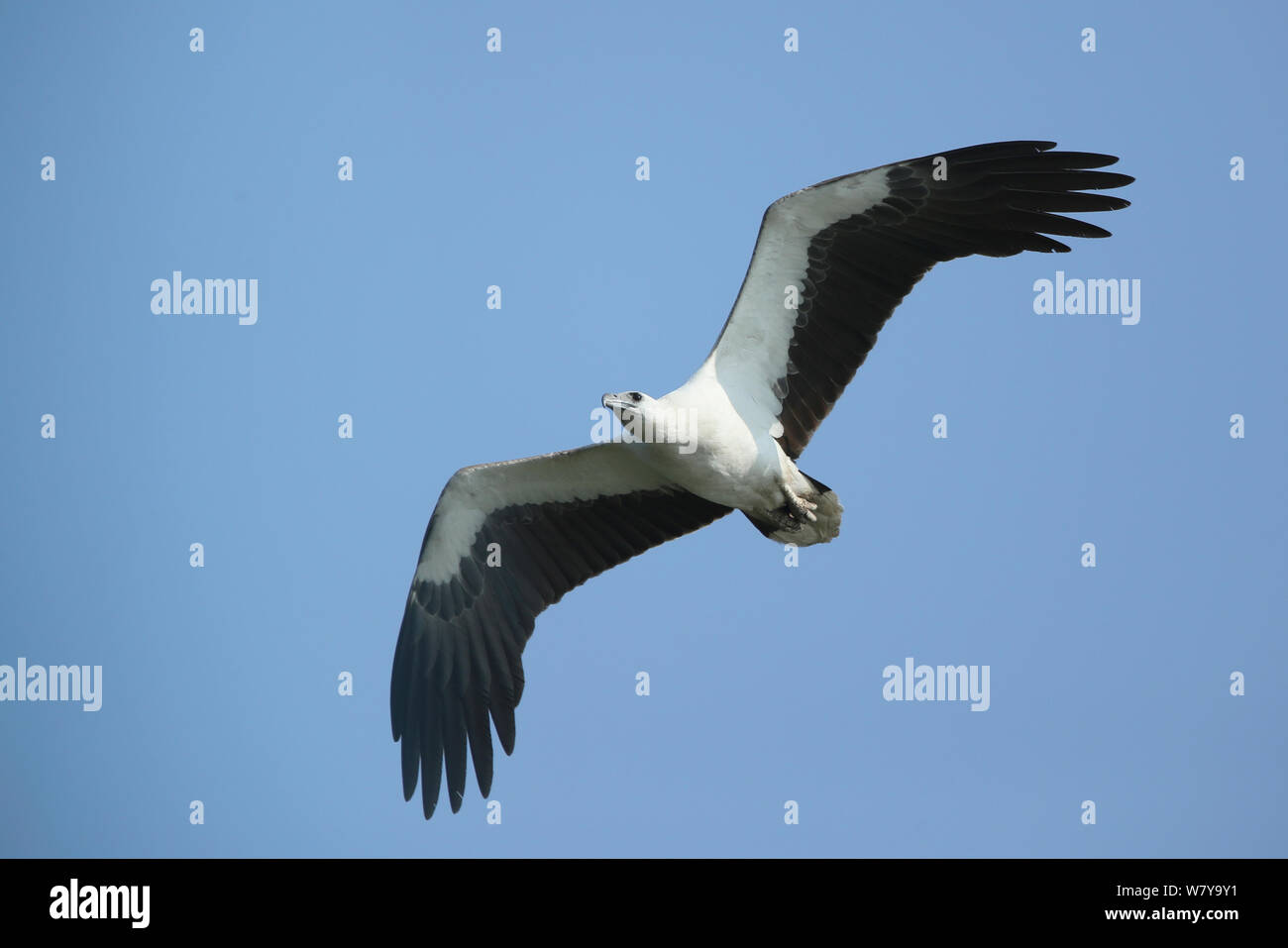 White bellied sea eagles hi-res stock photography and images - Alamy