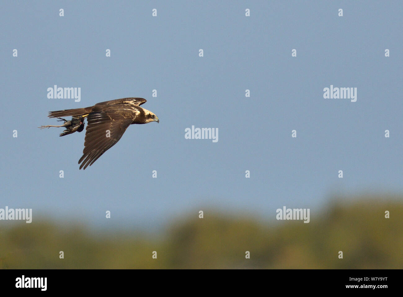 Western marsh harrier (Circus aeruginosus) flying with prey in talons, Le Teich, Gironde, France, October Stock Photo