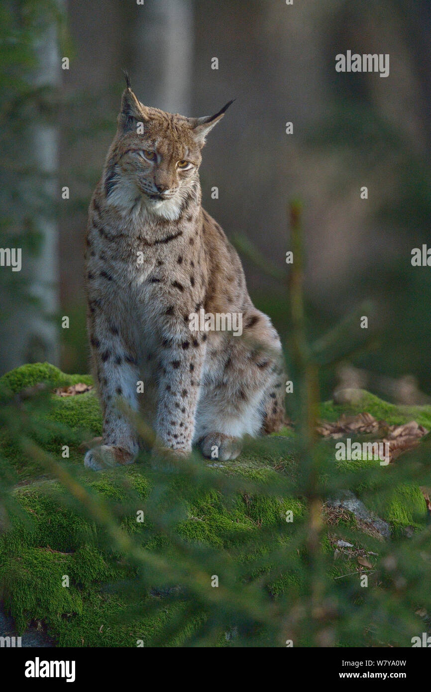 Eurasian lynx (Lynx lynx) Bavarian Forest National Park, Bavaria, Germany Stock Photo