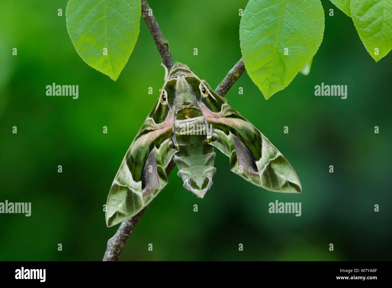 Oleander Hawkmoth (Daphnis nerii) resting, Southern Sicily, Italy. Stock Photo
