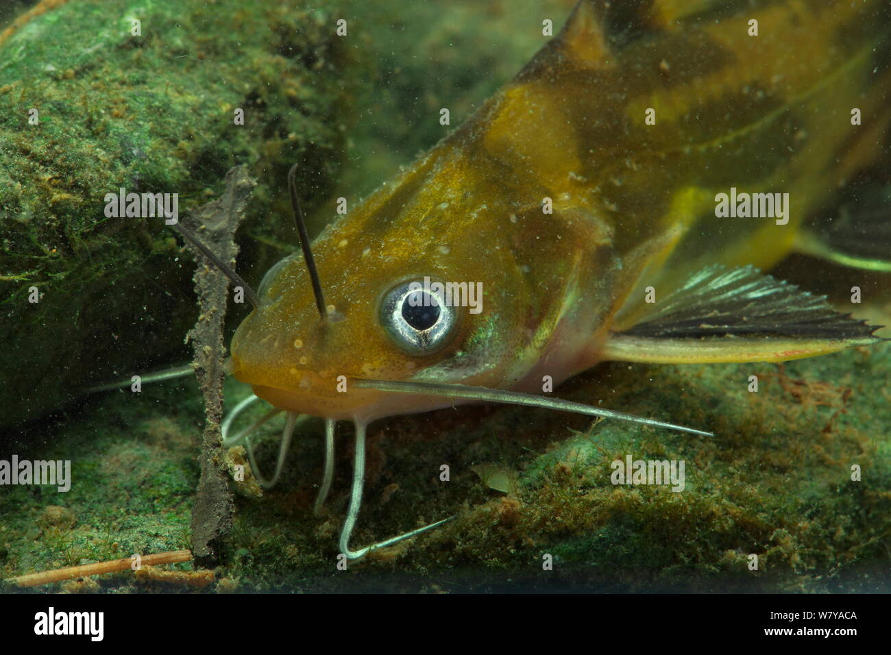 Catfish (Pelteobagrus fulvidraco) Guilin city, Guangxi province, China. November Stock Photo