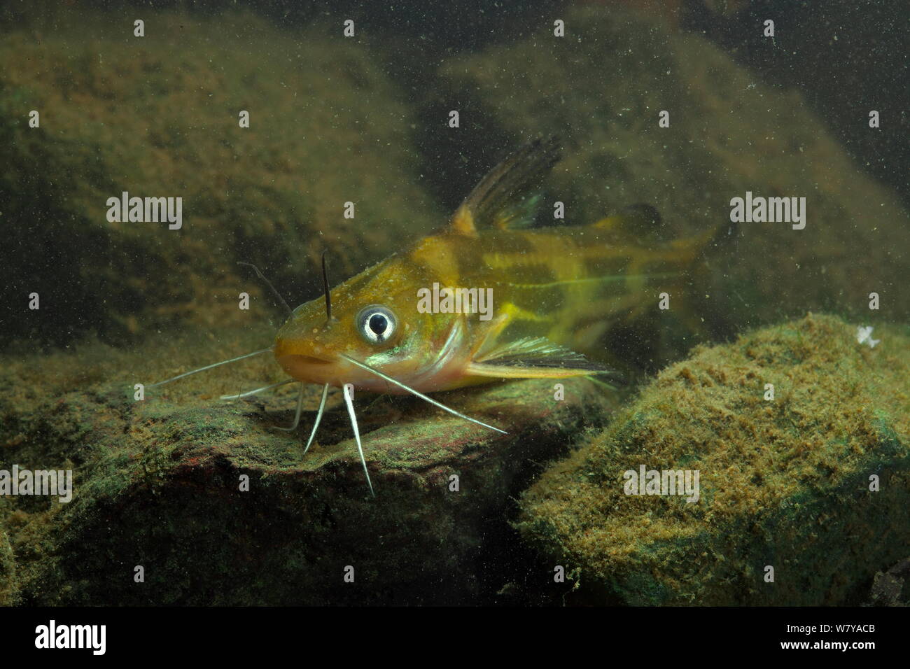 Catfish (Pelteobagrus fulvidraco) Guilin city, Guangxi province, China. November Stock Photo