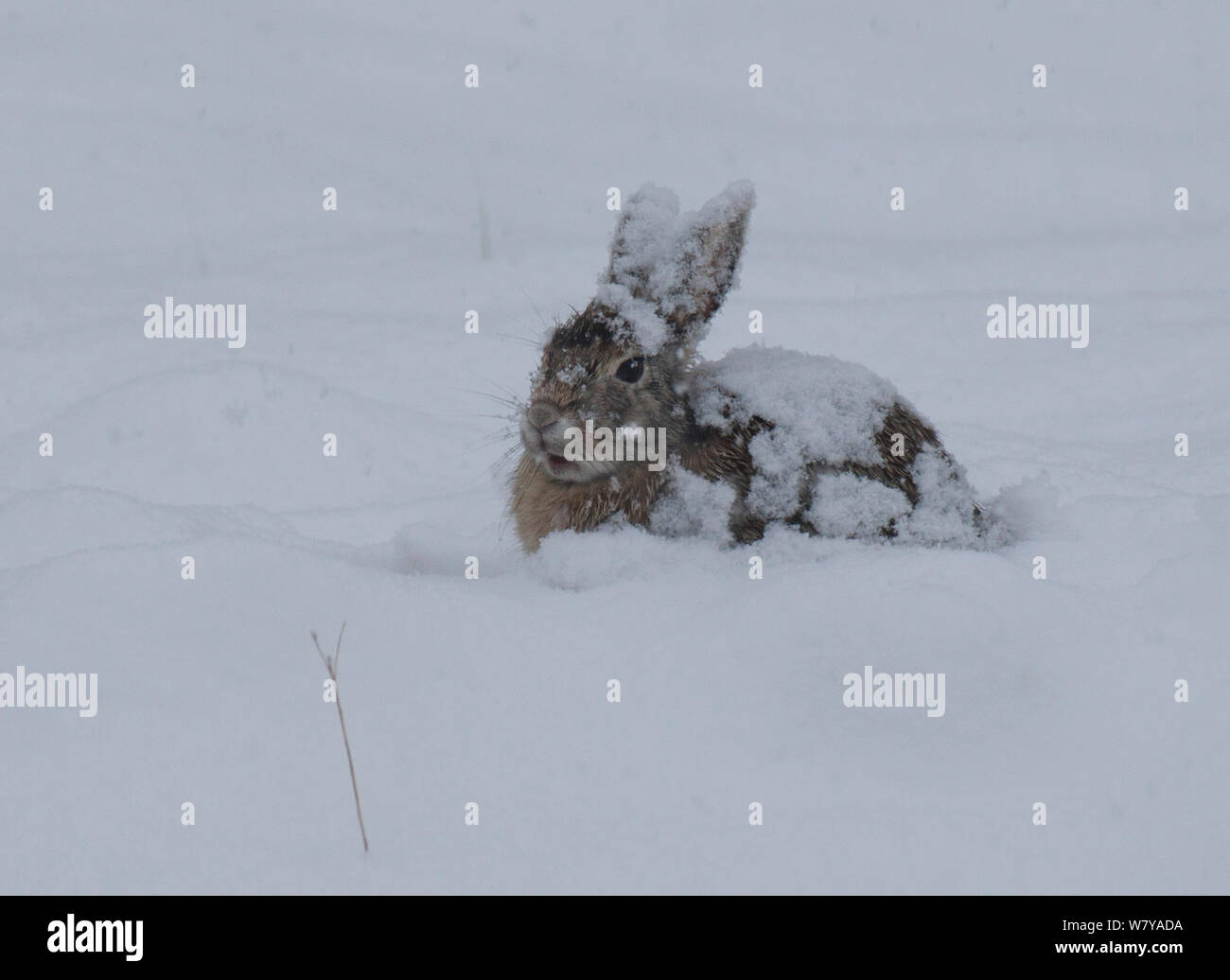 Eastern cottontail rabbit (Sylvilagus floridanus) in snowstorm, south ...
