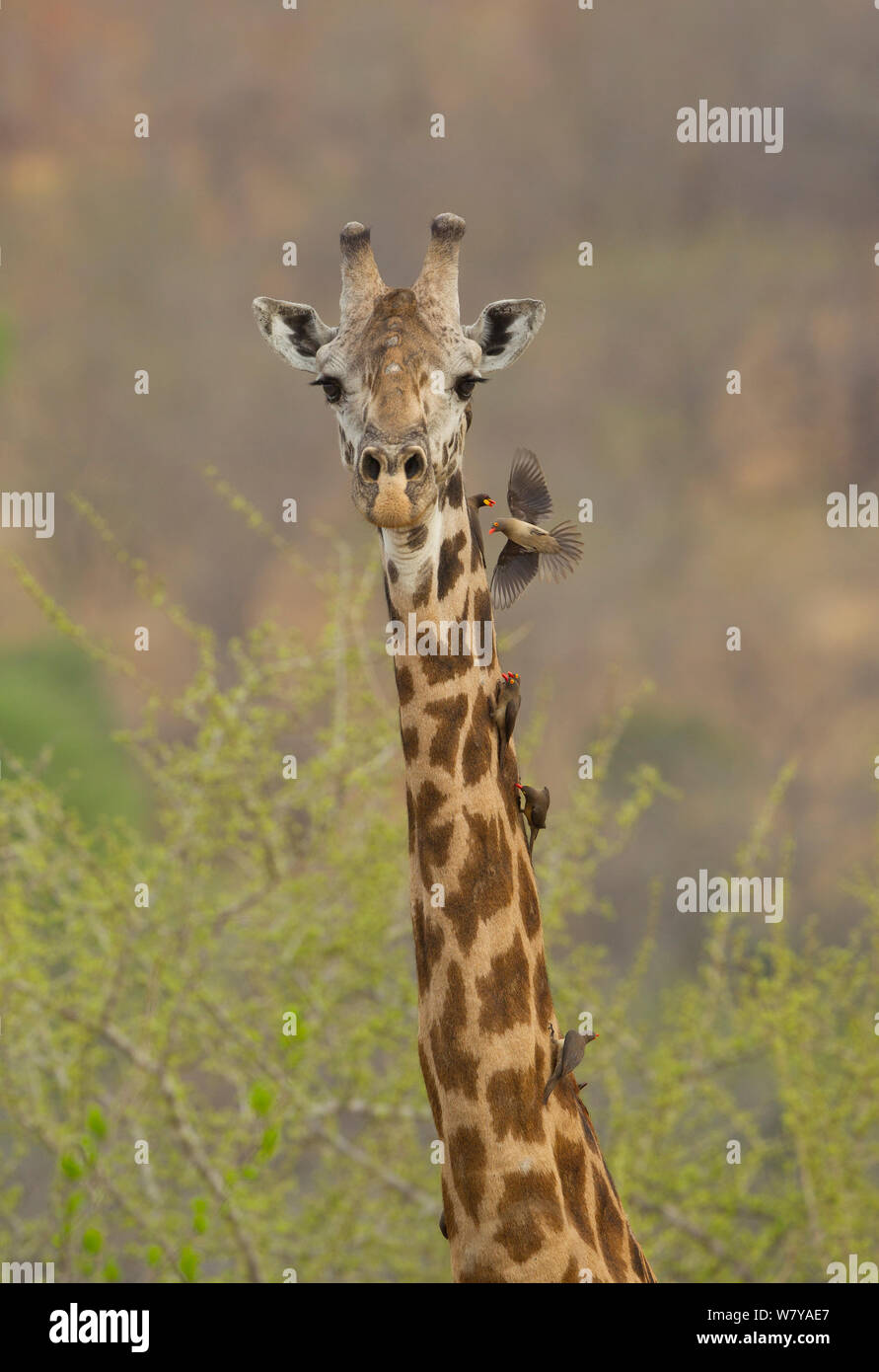 Masai giraffe (Giraffa camelopardalis tippelskirchi) male with red-billed (Buphagus erythrorhynchus) and yellow-billed (Buphagus africanus) oxpeckers on neck, Ruaha National Park, Tanzania. Stock Photo