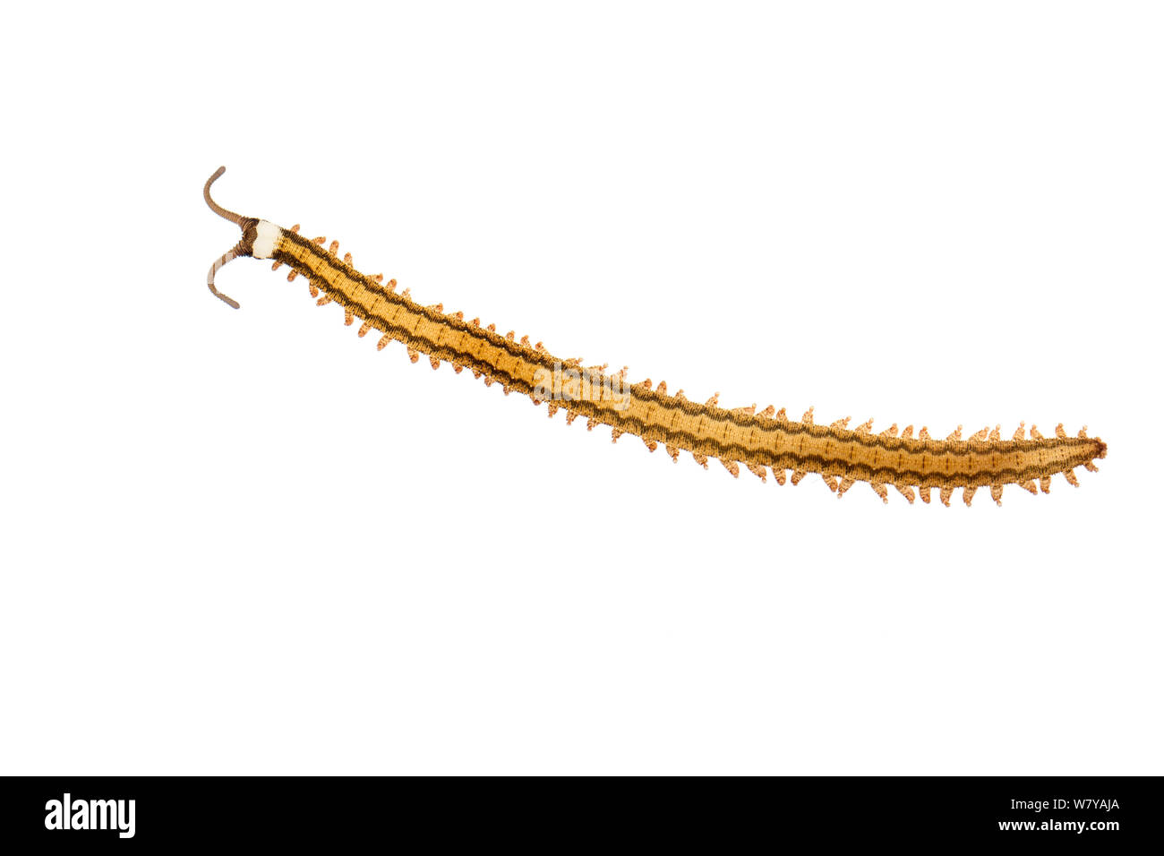 Juvenile Velvet worm (Oroperipatus ecuadoriensis). Jatun Sacha Biological Station, Napo province, Amazon basin, Ecuador. Meetyourneighbours.net project Stock Photo