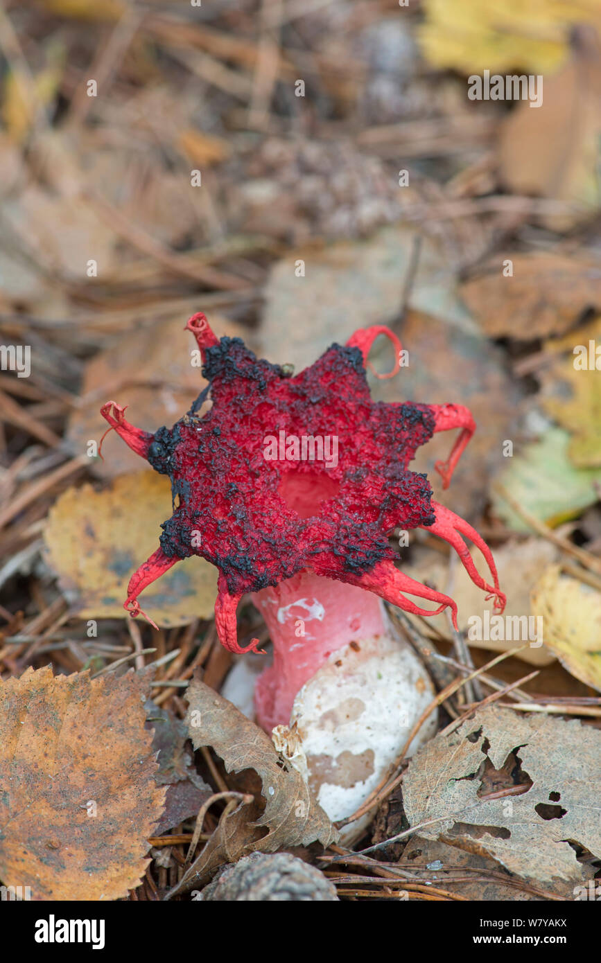 Aseroe rubra hi-res stock photography and images - Alamy