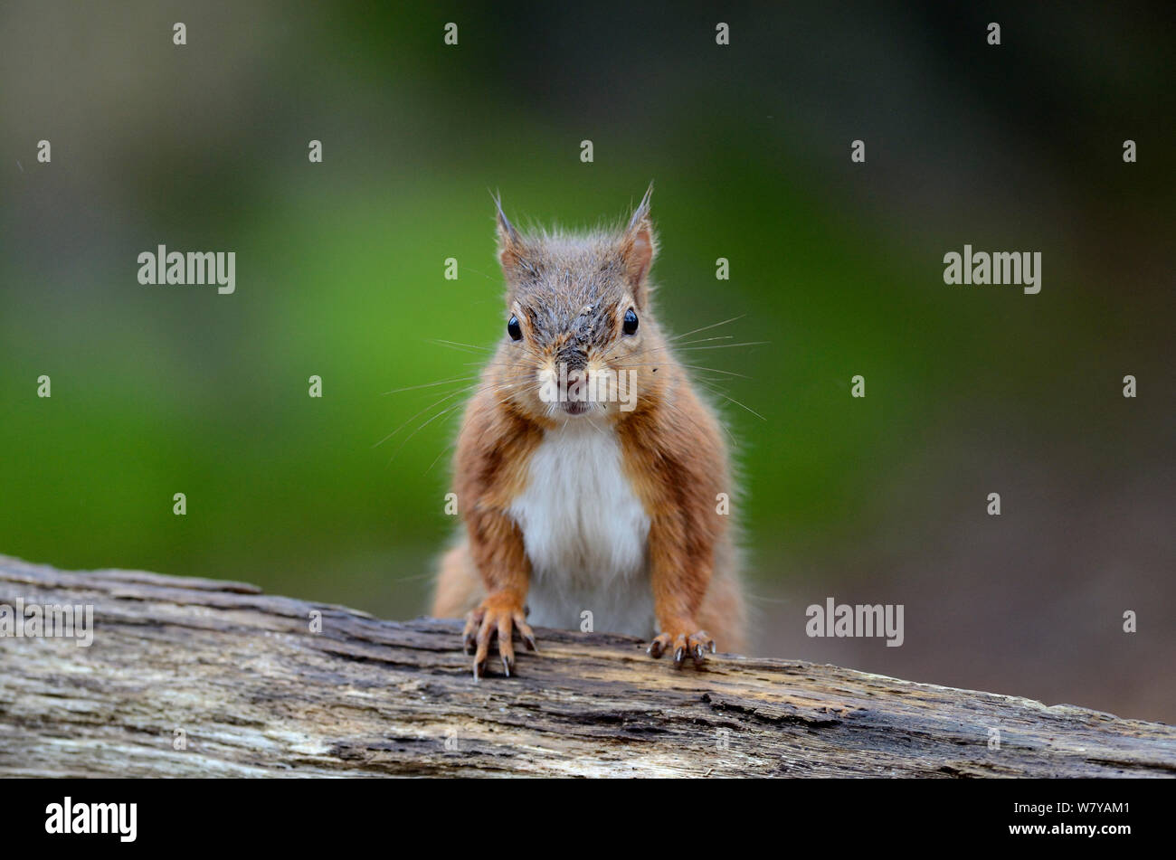Red squirrel (Sciurus vulgaris) adult in alert posture, Brownsea Island, Dorset, UK, February. Stock Photo