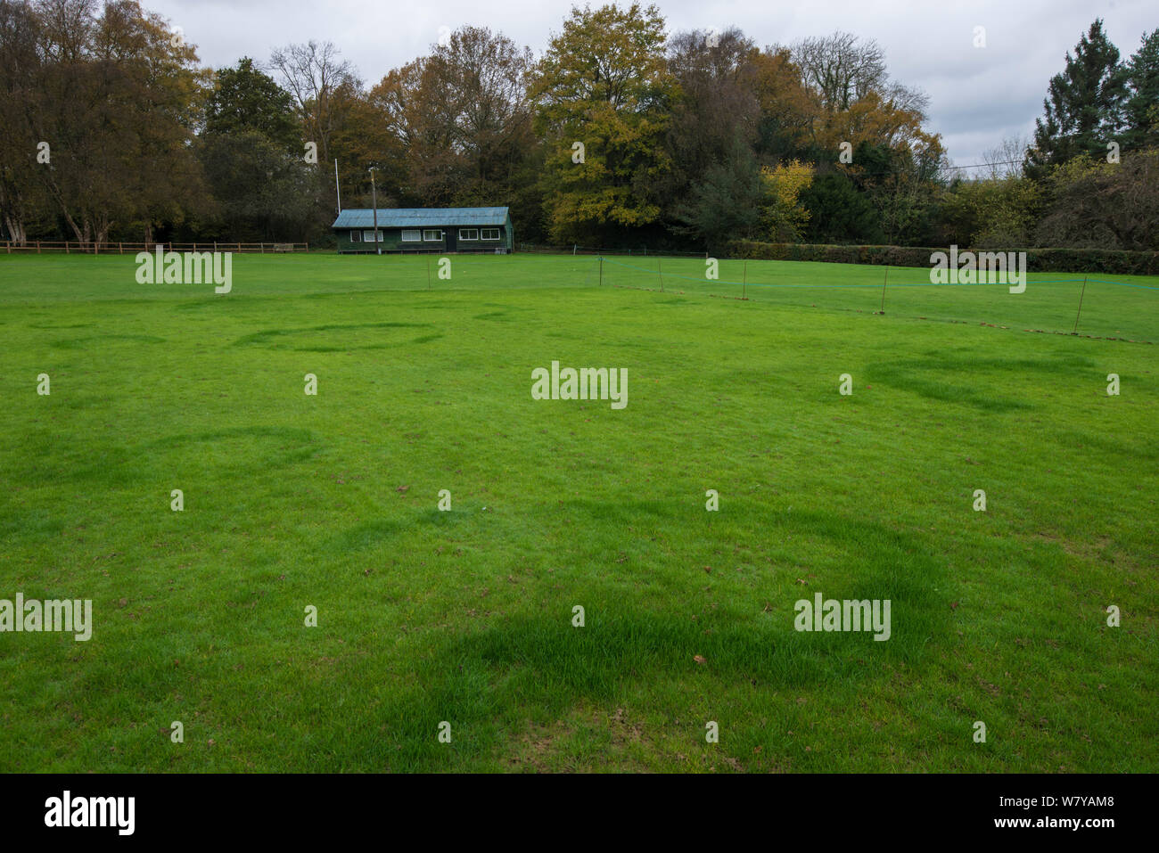 Fairy ring created by fungus growth in grass of cricket pitch. Sussex, UK, November. Stock Photo