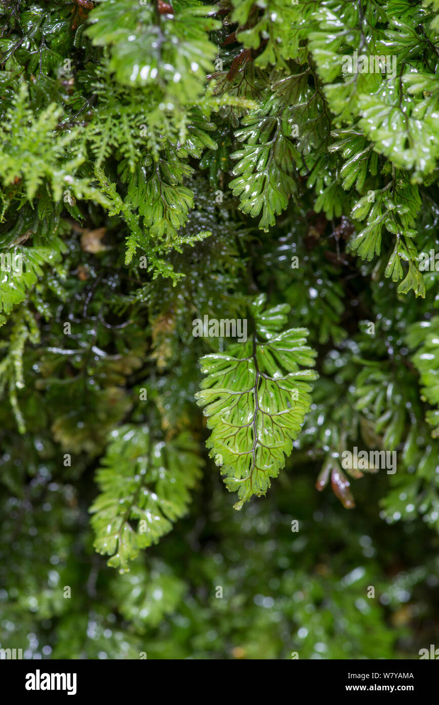 Wilson&#39;s filmy fern (Hymenophyllum wilsonii) Snowdonia, North Wales, October. Stock Photo