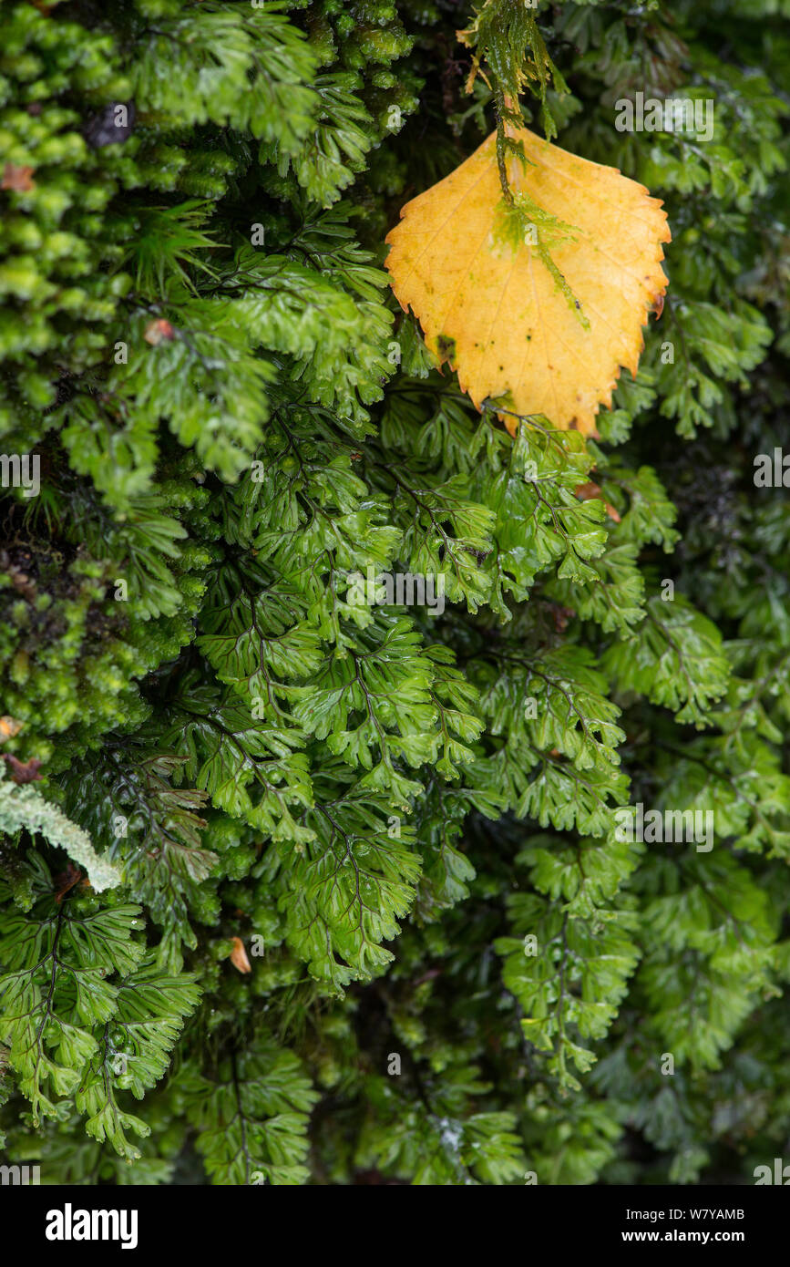 Wilson&#39;s filmy fern (Hymenophyllum wilsonii) with fallen leaf, Snowdonia, North Wales, October. Stock Photo