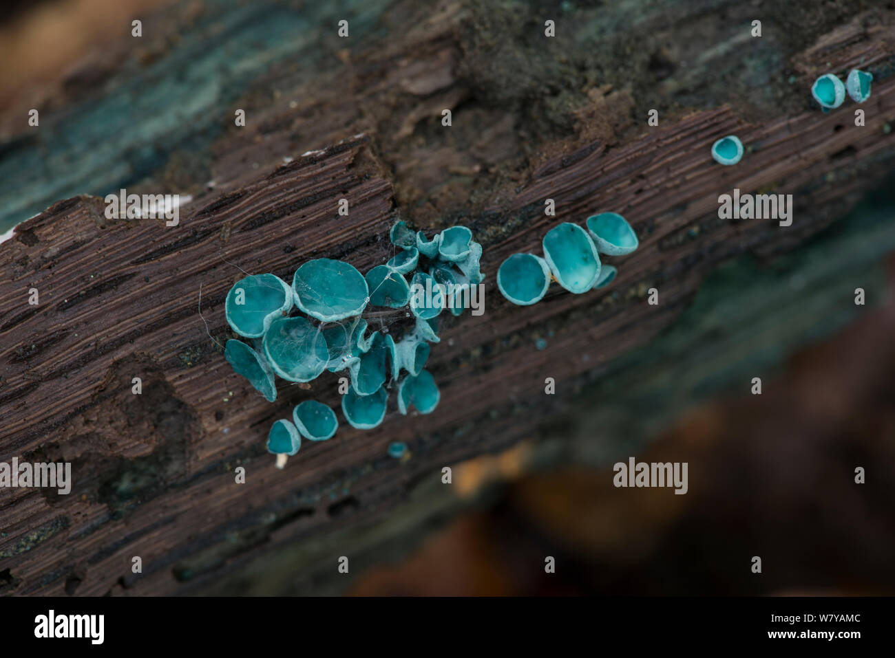 Blue staining fungus / Green elfcup (Chlorociboria aeruginascens) fruiting bodies on rotting oak log. Sussex, UK, October. Stock Photo
